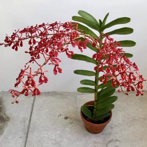 Renanthera storiei