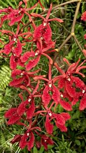 Renanthera storiei