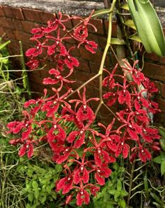 Renanthera storiei