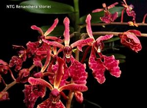 Renanthera storiei