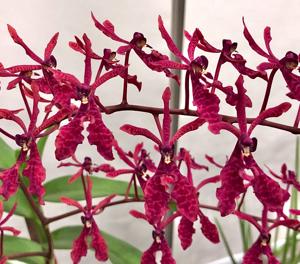 Renanthera storiei