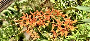 Renanthera storiei