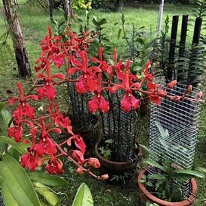 Renanthera storiei