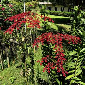 Renanthera storiei