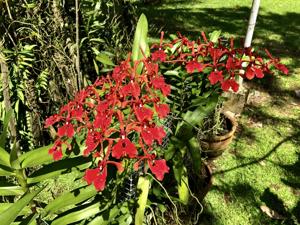 Renanthera storiei