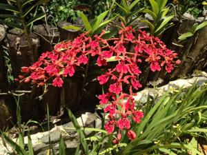 Renanthera storiei