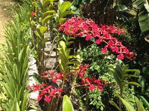 Renanthera storiei