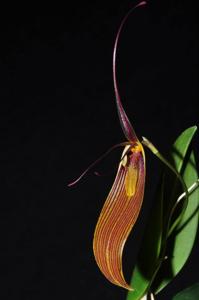 Restrepia antennifera