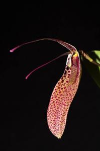 Restrepia antennifera