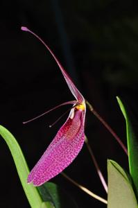 Restrepia antennifera