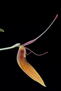 Restrepia antennifera