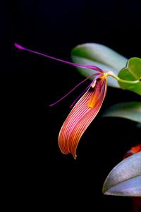 Restrepia antennifera