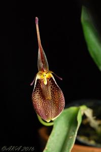 Restrepia antennifera