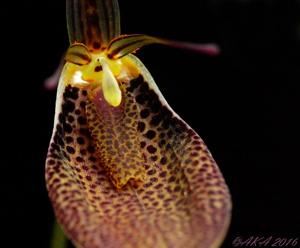 Restrepia antennifera