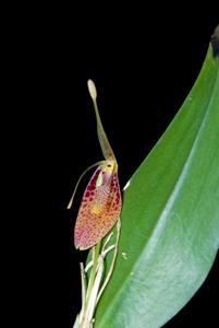 Restrepia aristulifera