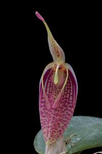 Restrepia aristulifera