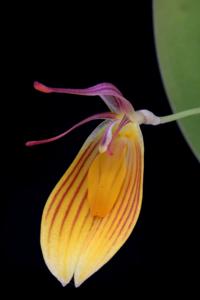 Restrepia chrysoglossa