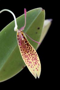 Restrepia citrina