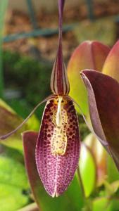 Restrepia contorta