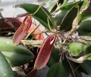 Restrepia contorta