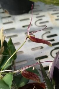Restrepia contorta