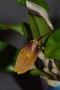 Restrepia cuprea