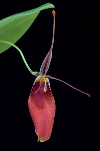 Restrepia cuprea