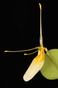 Restrepia dodsonii