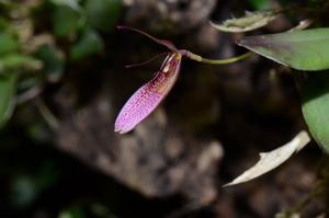 Restrepia dodsonii