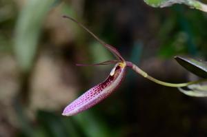 Restrepia dodsonii