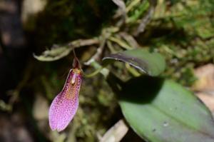 Restrepia dodsonii