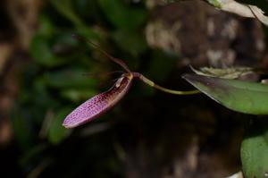 Restrepia dodsonii