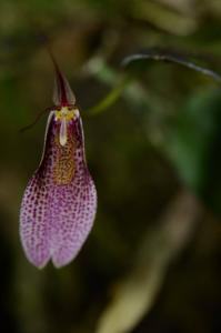 Restrepia dodsonii