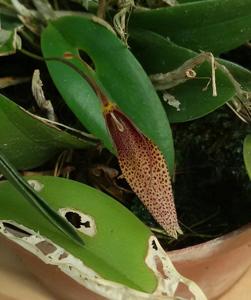 Restrepia dodsonii