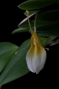 Restrepia dodsonii