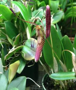 Restrepia ephippium