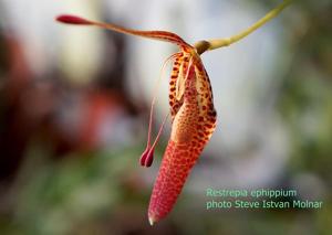 Restrepia ephippium