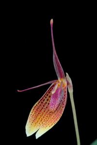 Restrepia escobariana