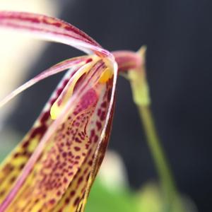 Restrepia escobariana