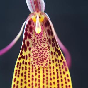 Restrepia escobariana