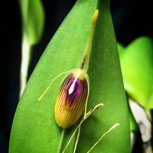 Restrepia flosculata