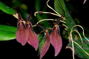 Restrepia guttulata