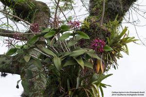 Cattleya tigrina