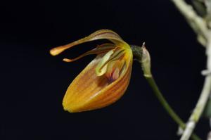 Restrepia nittiorhyncha