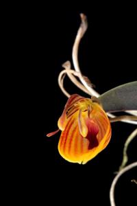 Restrepia nittiorhyncha