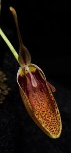 Restrepia pelyx