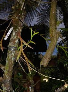 Dendrobium macfarlanei