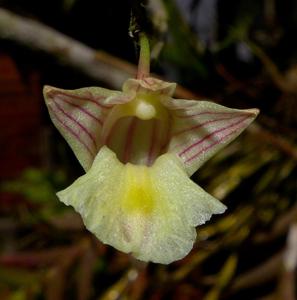 Dendrobium macfarlanei