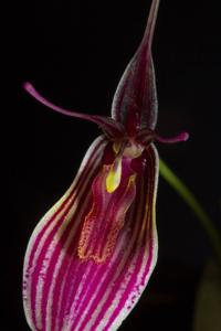 Restrepia purpurea