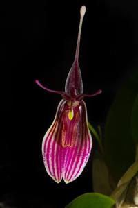 Restrepia purpurea